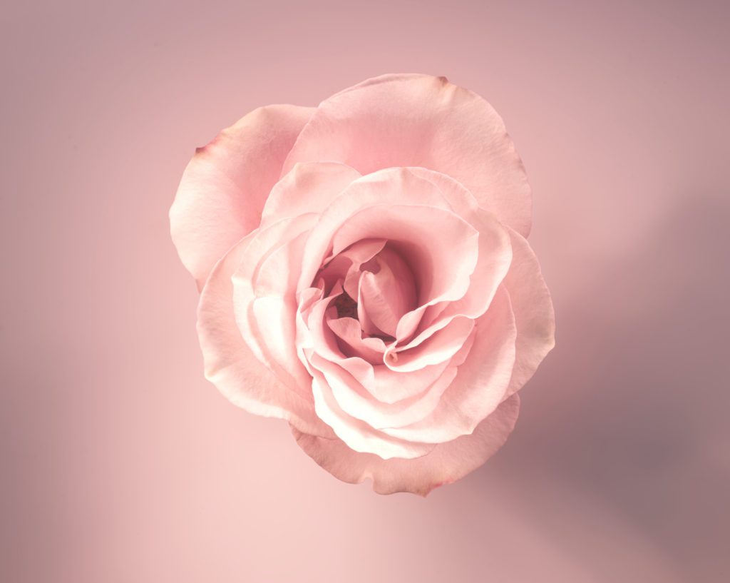 Single pink rose